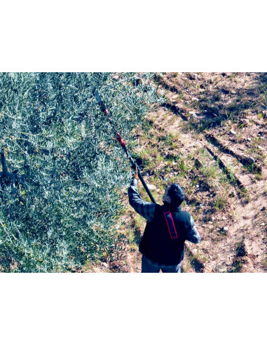 Motosierra pértiga a batería 210mm de...