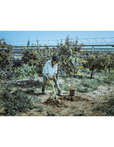 Palote estampado para trasplantar y...