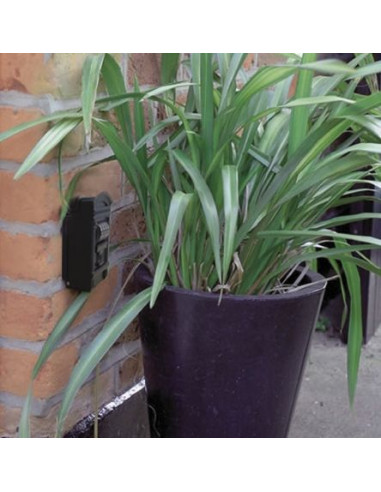 GUARDALLAVES CORINTO-1