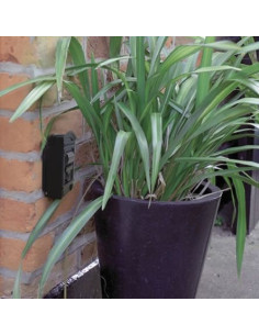 GUARDALLAVES CORINTO-1