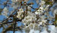 Cuidados del jardín en primavera